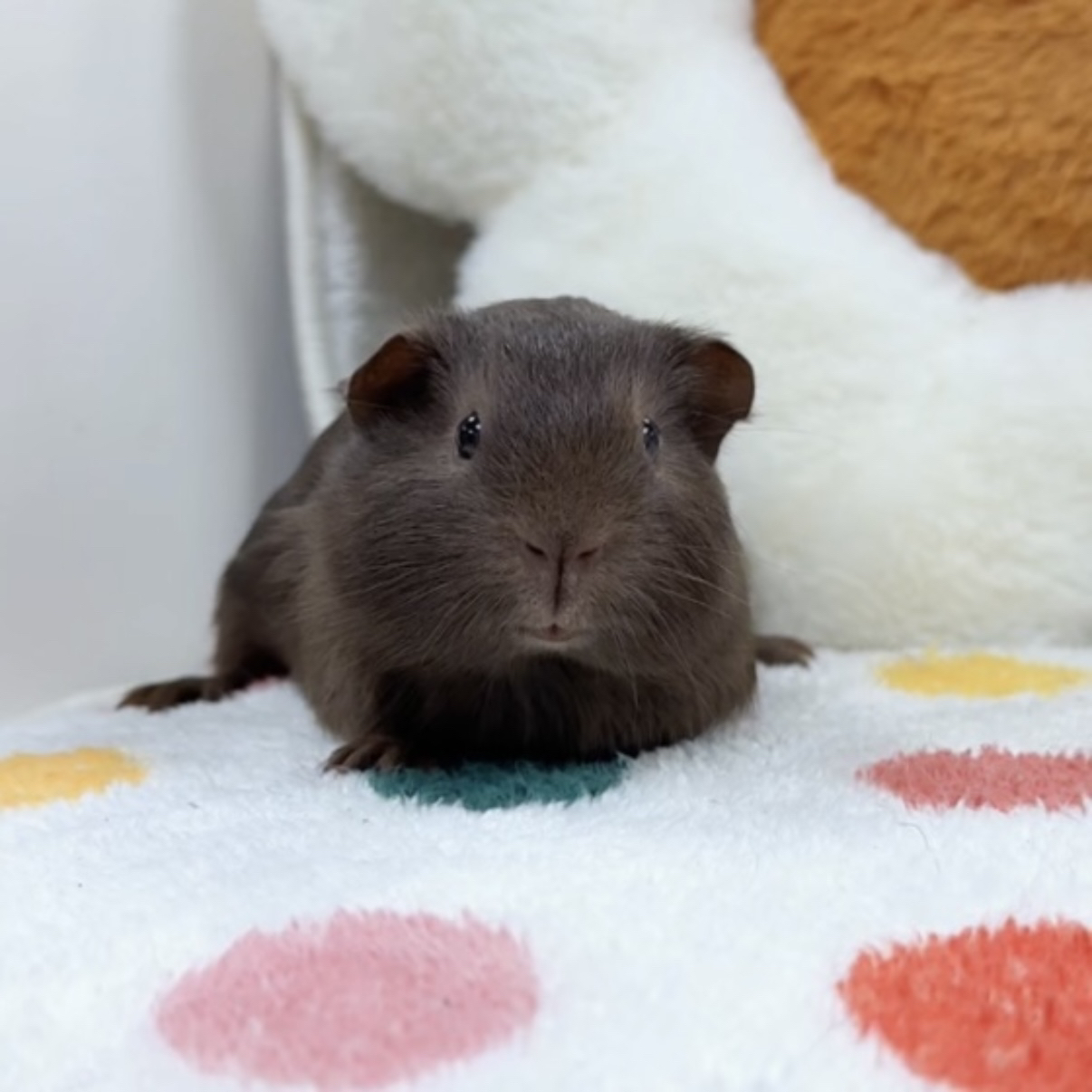 巧克力英短妹妹 活体豚鼠荷兰猪