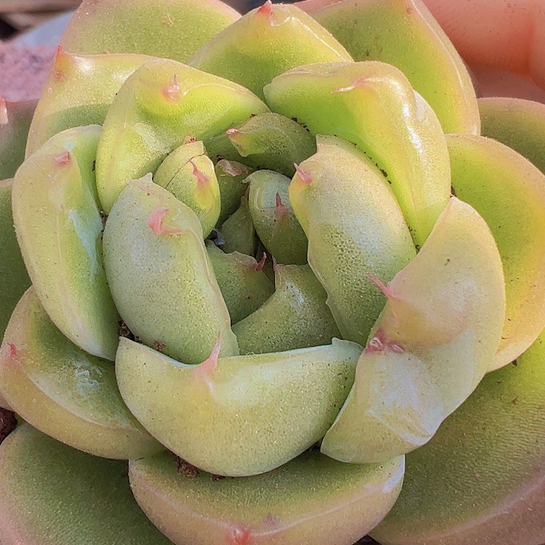 翡翠珍妮19包邮样品发货