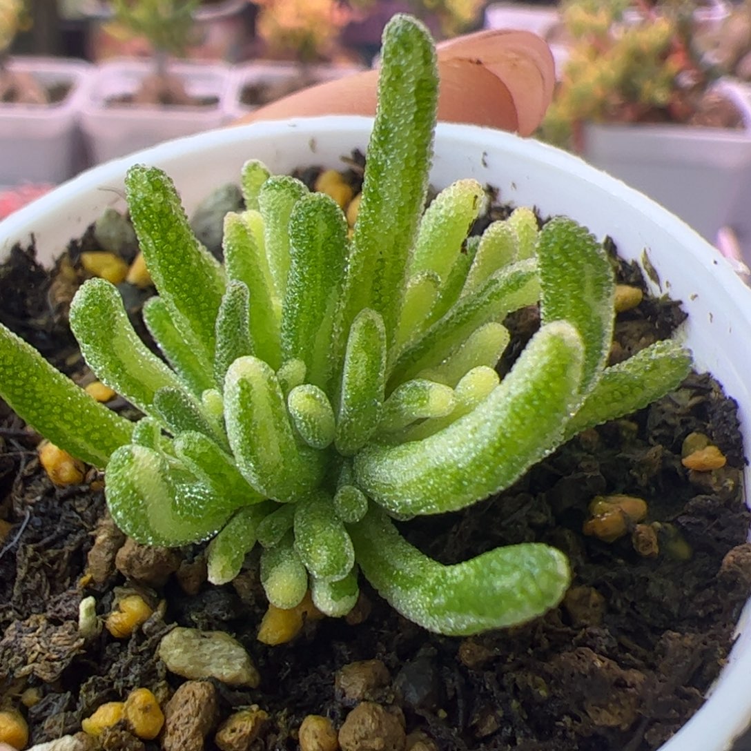 026多肉植物枝干荧光兔锦拉丝锦