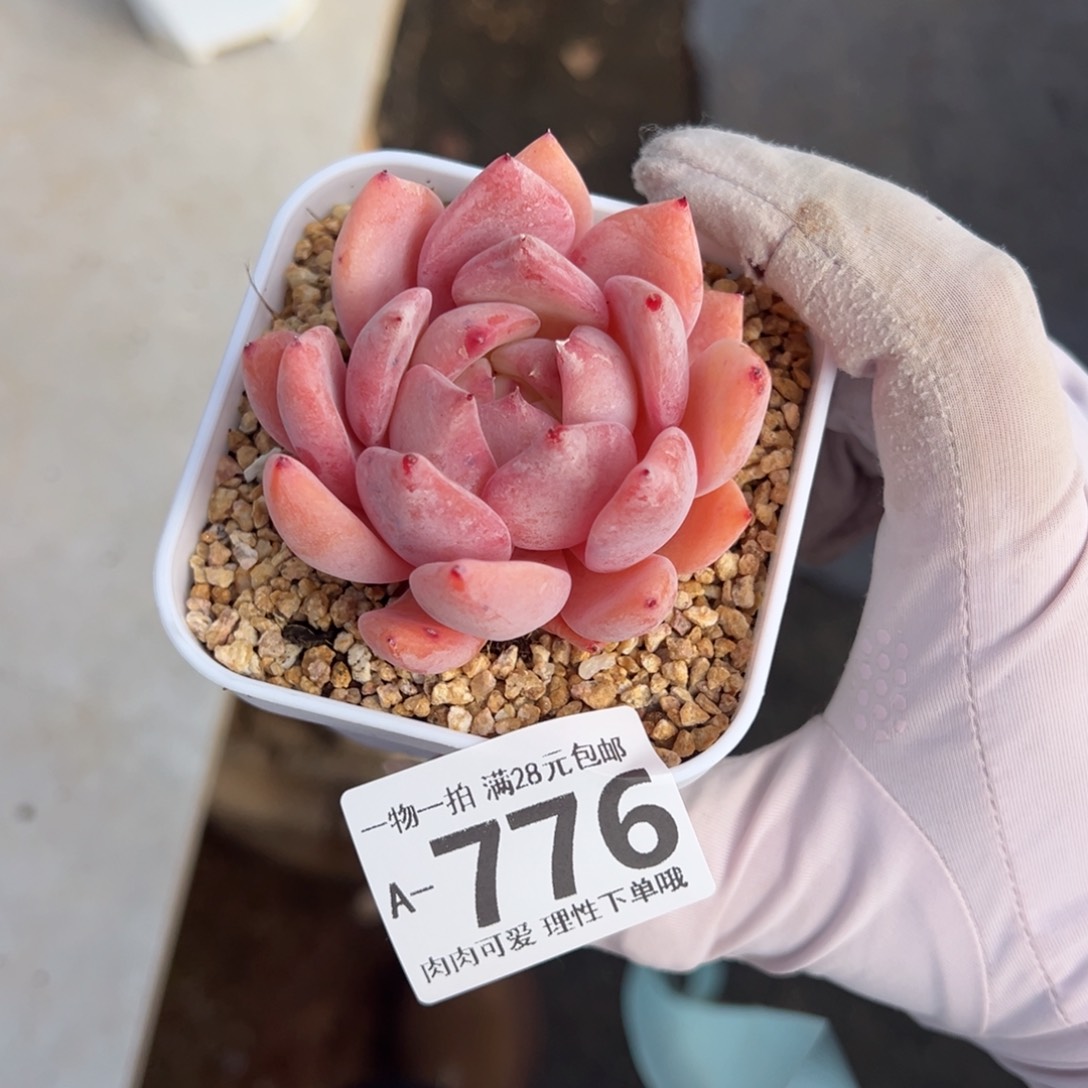 蜜桃多肉多肉多肉多肉