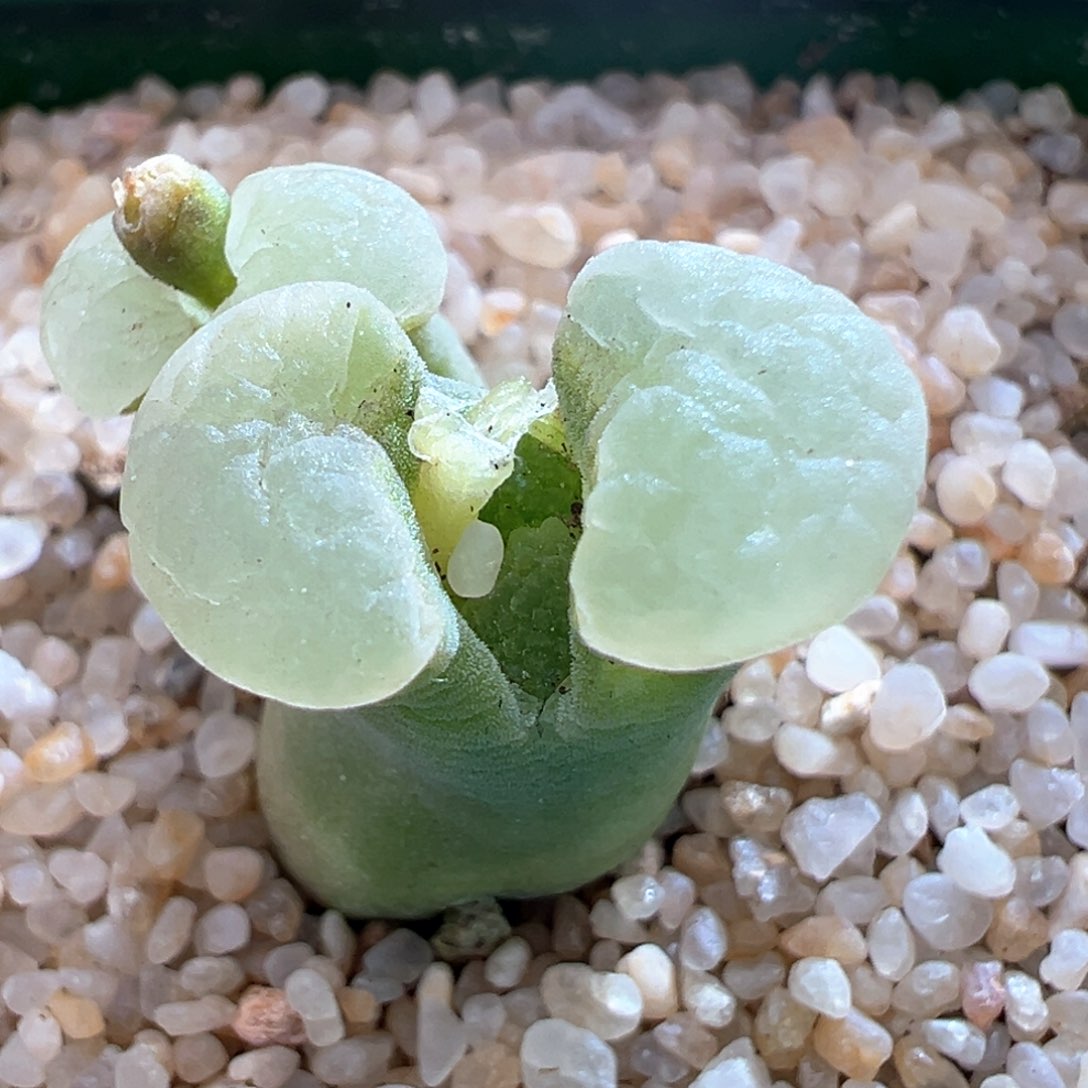 423。青蛙优选1917白窗雪花banke 磁铁