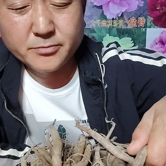当前无花栽培后可以开花