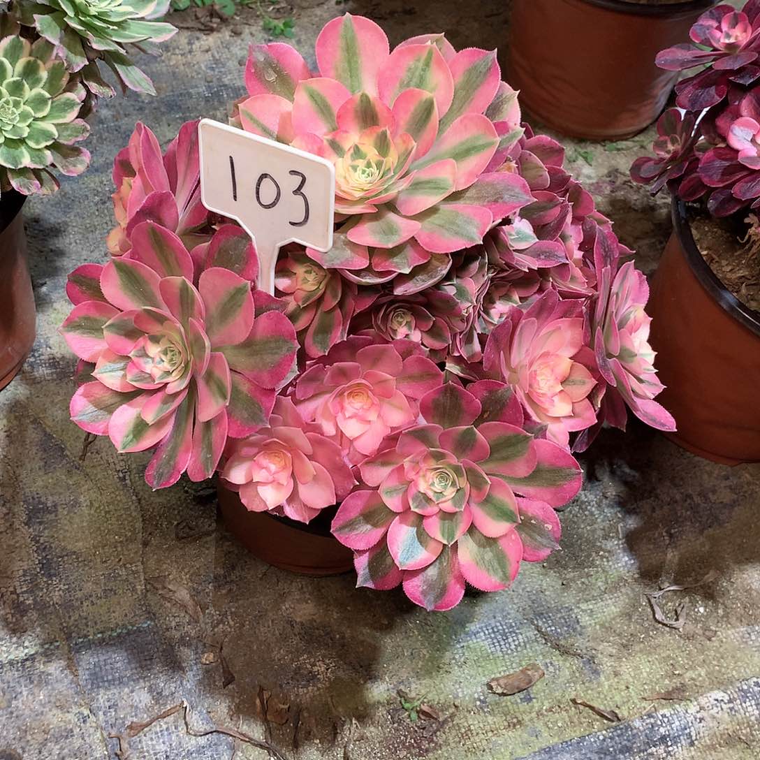 多肉多肉多肉多肉 103