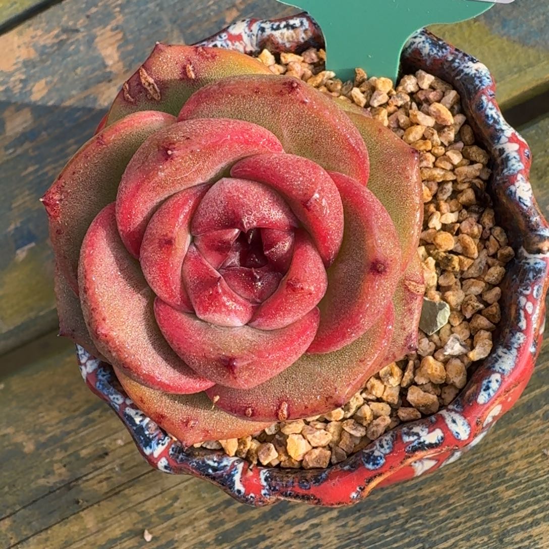 从前慢多肉精选编号1208.19