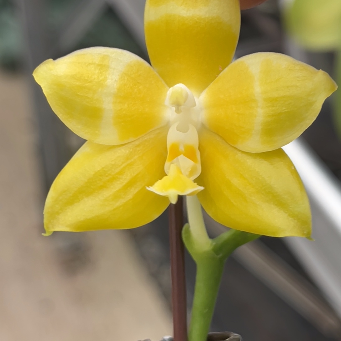 完全开放雅风黄故事-885