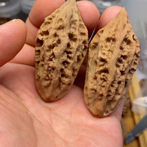 桃核把件22东北野生秋子核桃