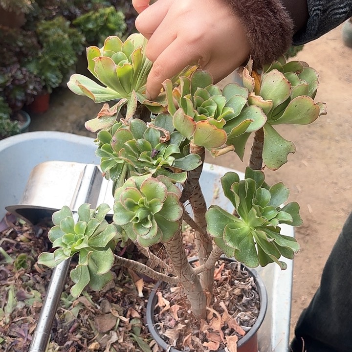 红陶哈哈哈哈哈哈哈