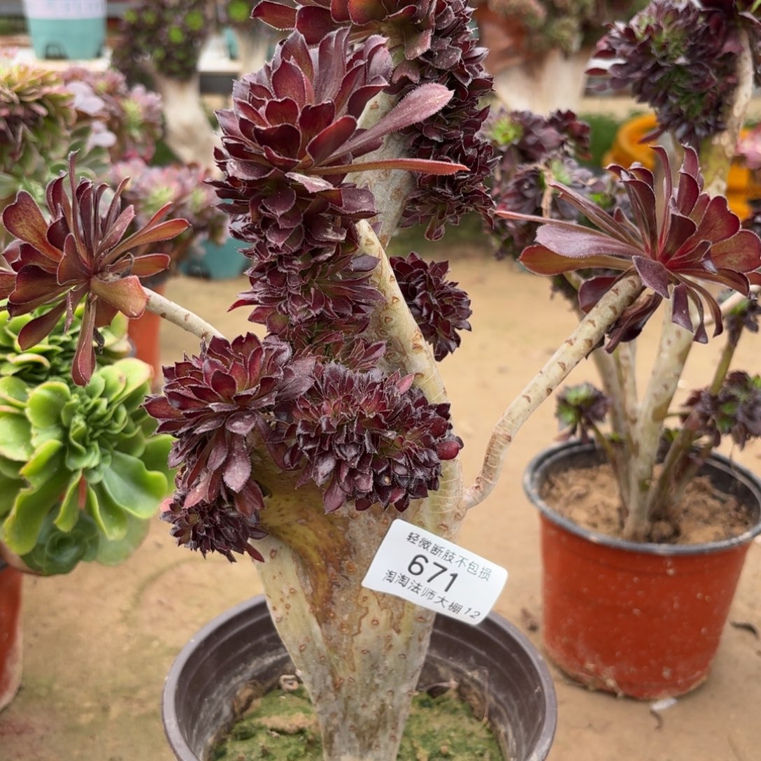 贲***贲671黑法师缀化多肉植物