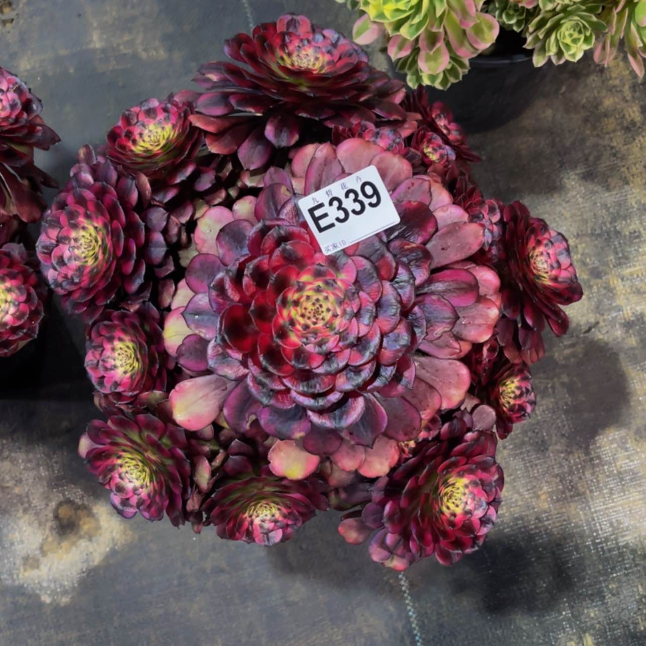 【闪购商品】33900