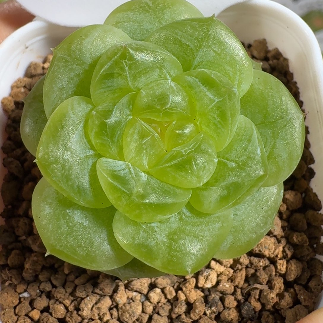 0812-106-老板单头