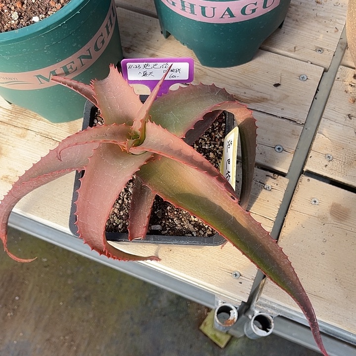 勋哥多肉范巴伦芽