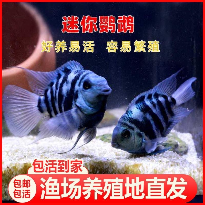 【直播间精选】迷你鹦鹉种鱼白金 宝蓝 胭脂粉 无开箱视频不售后