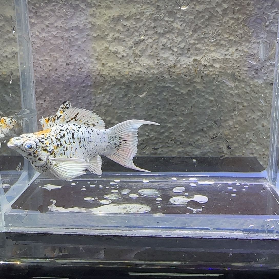 黑玛丽鱼三色奶牛。13号