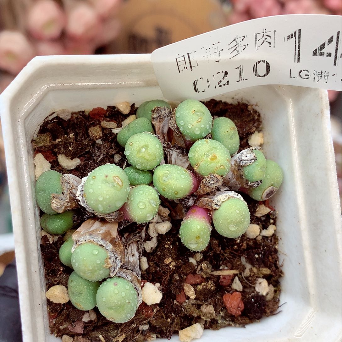 生石花满18包邮10-145