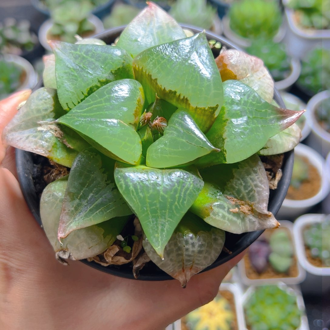 万象盆啊寒湖母本玉露1