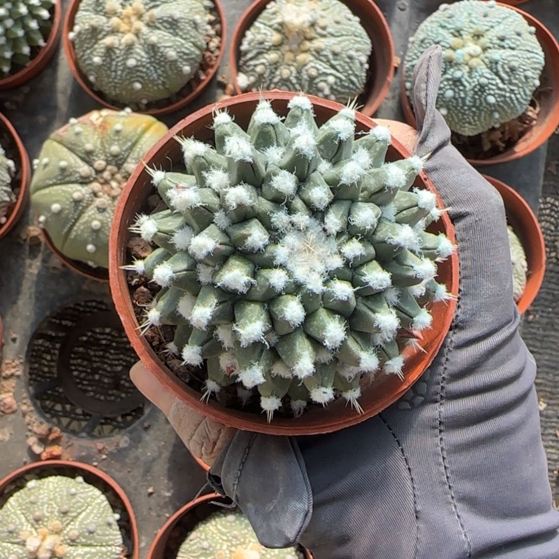 㻏****无花朵雪王90单头