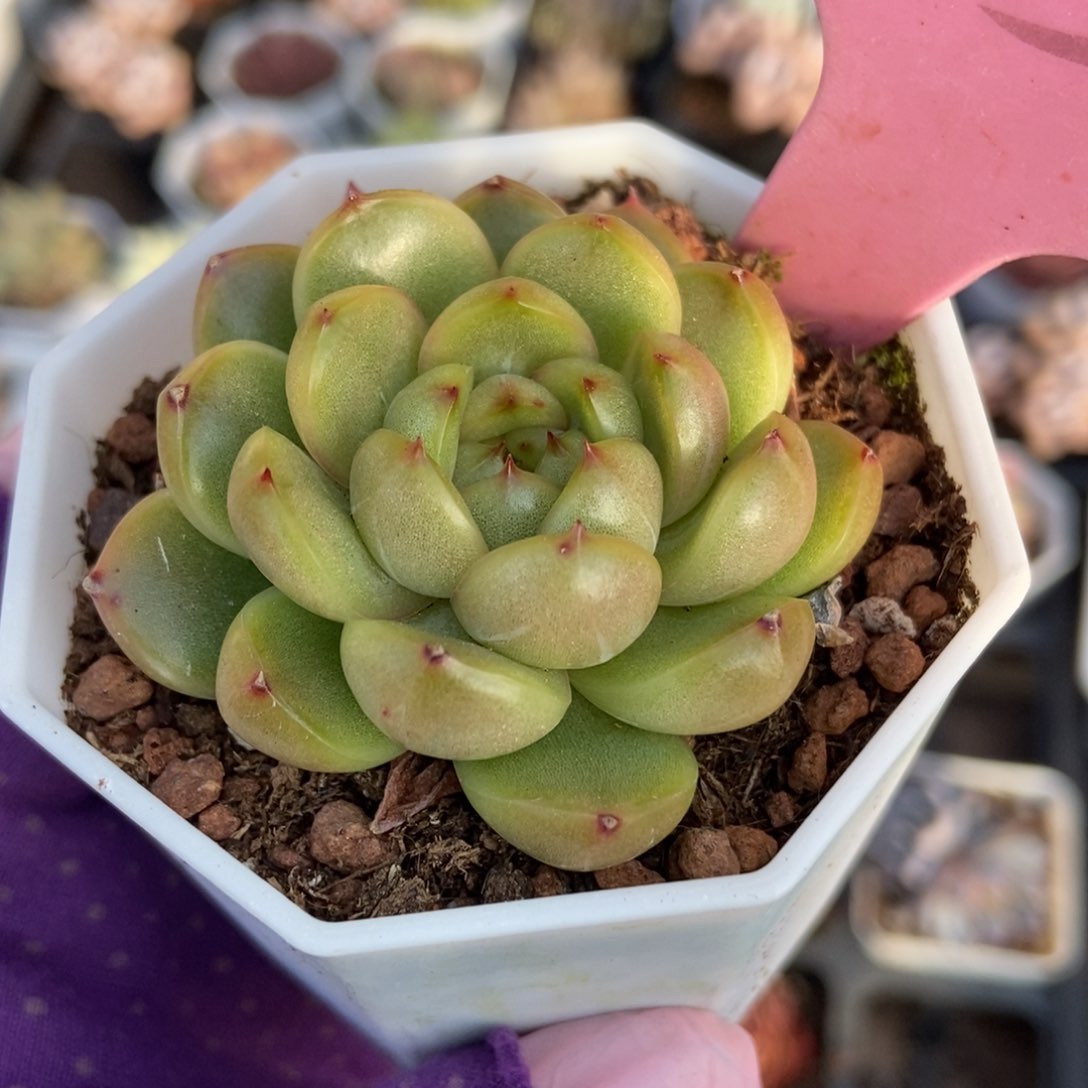 933莱拉珍妮多肉植物保护