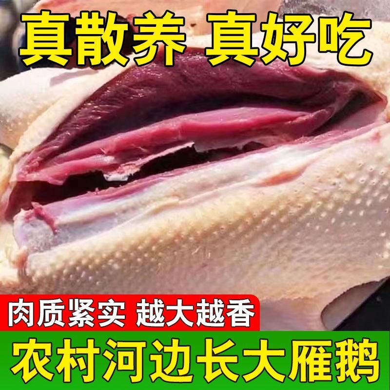 【大雁鹅一只4.7-5斤】顺丰发货农家散养红肉大雁鹅带掌带翅Z