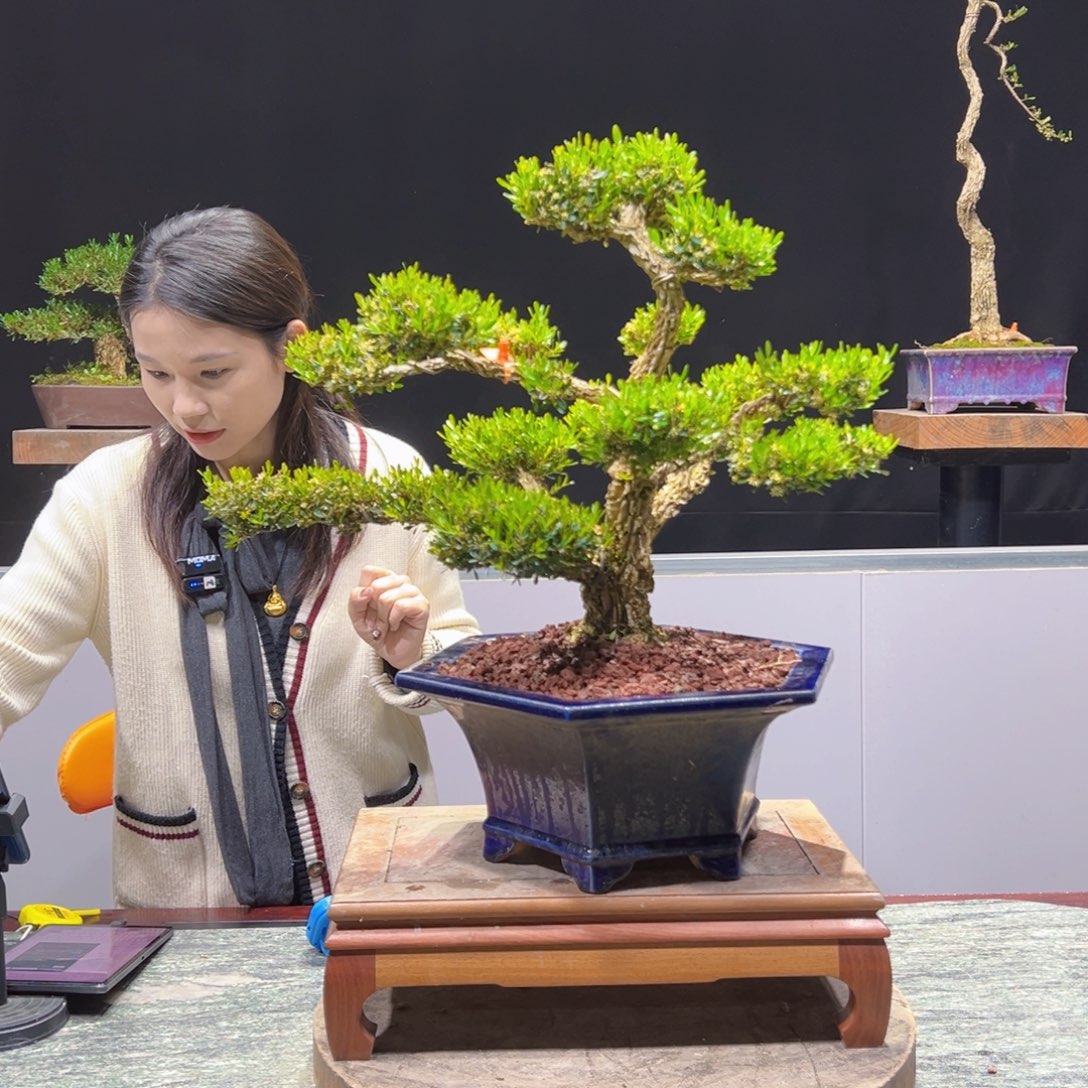 黄杨盆景老桩四季长青