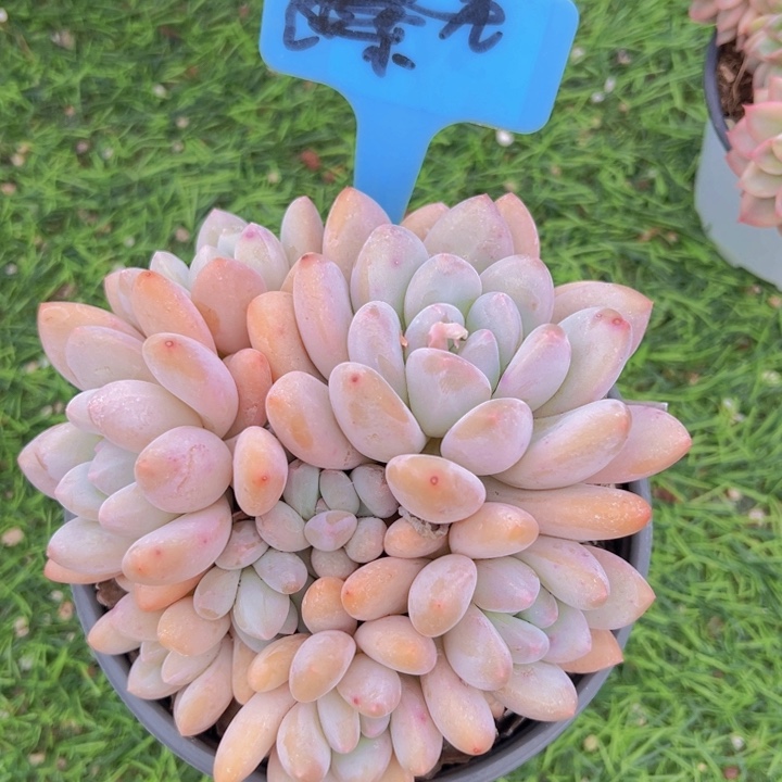 健健康康平平安安