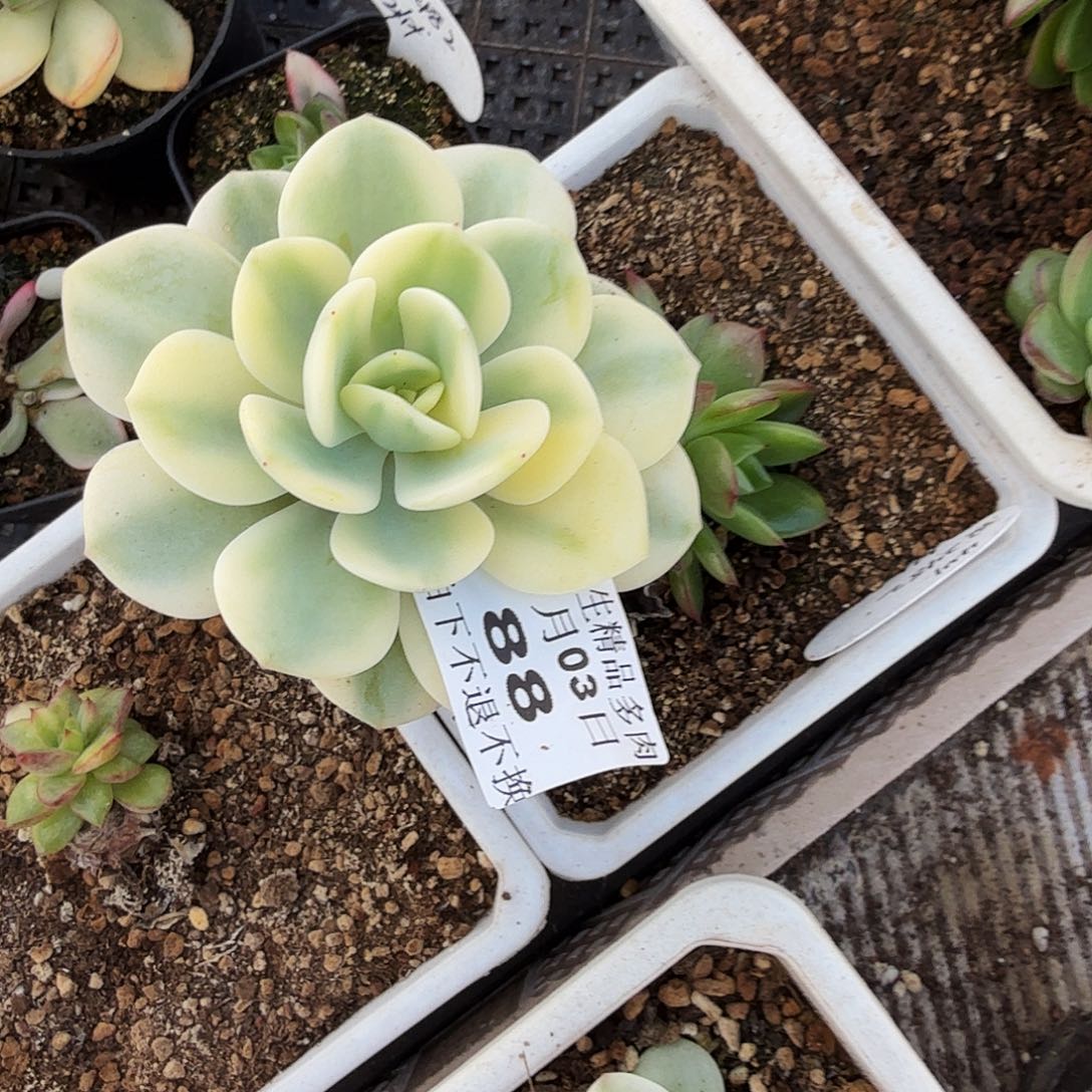 .***.0103-88白月光锦单头