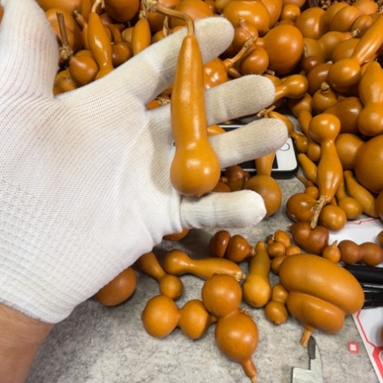 夏***師夏老师的一把小蚊帐葫芦葫芦