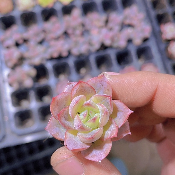 蔓越莓【满10颗包邮】