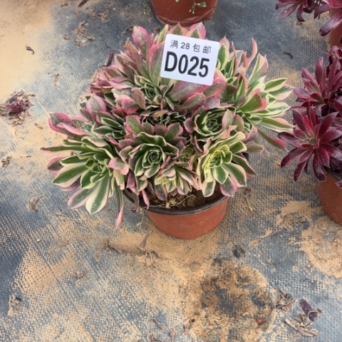 025白凤不包断枝