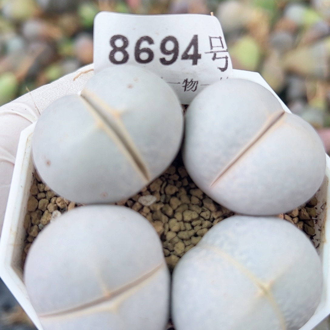 8694 好养易活生石花大母本