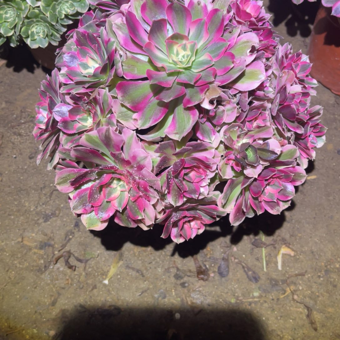 12-28-2布加迪法师锦