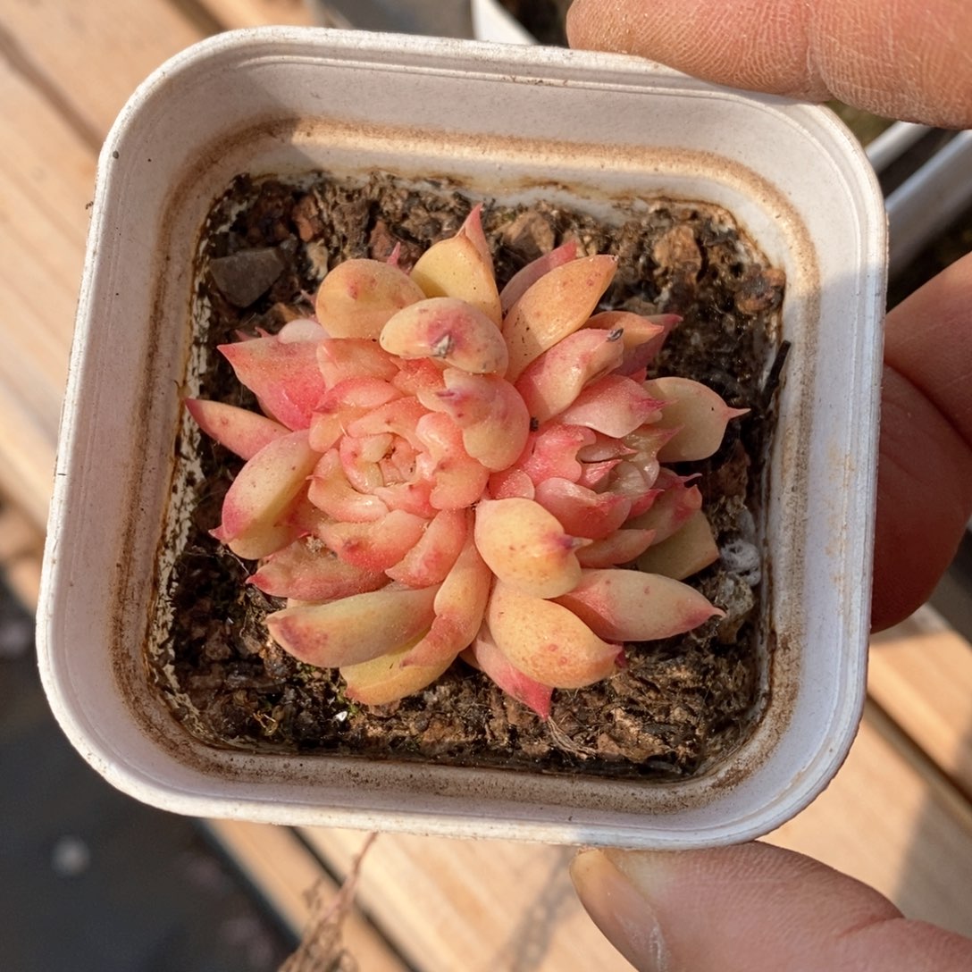 精品多肉一物一拍不包整58