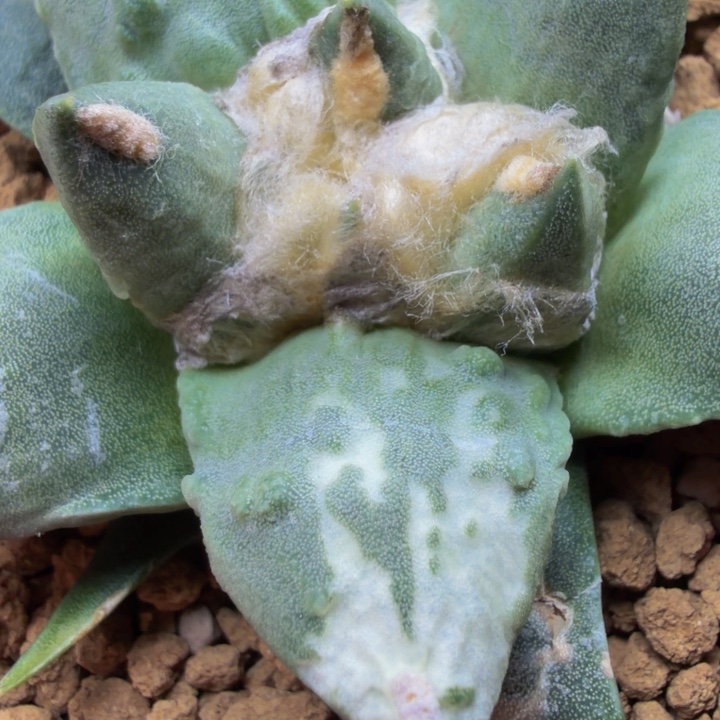 纯白锦怒涛牡丹的未来