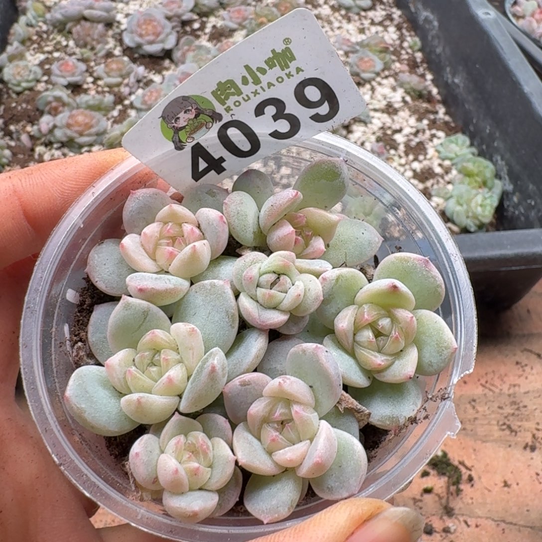 多肉植物多肉植物