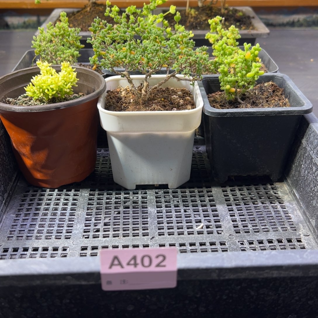 枝干番杏多肉植物402