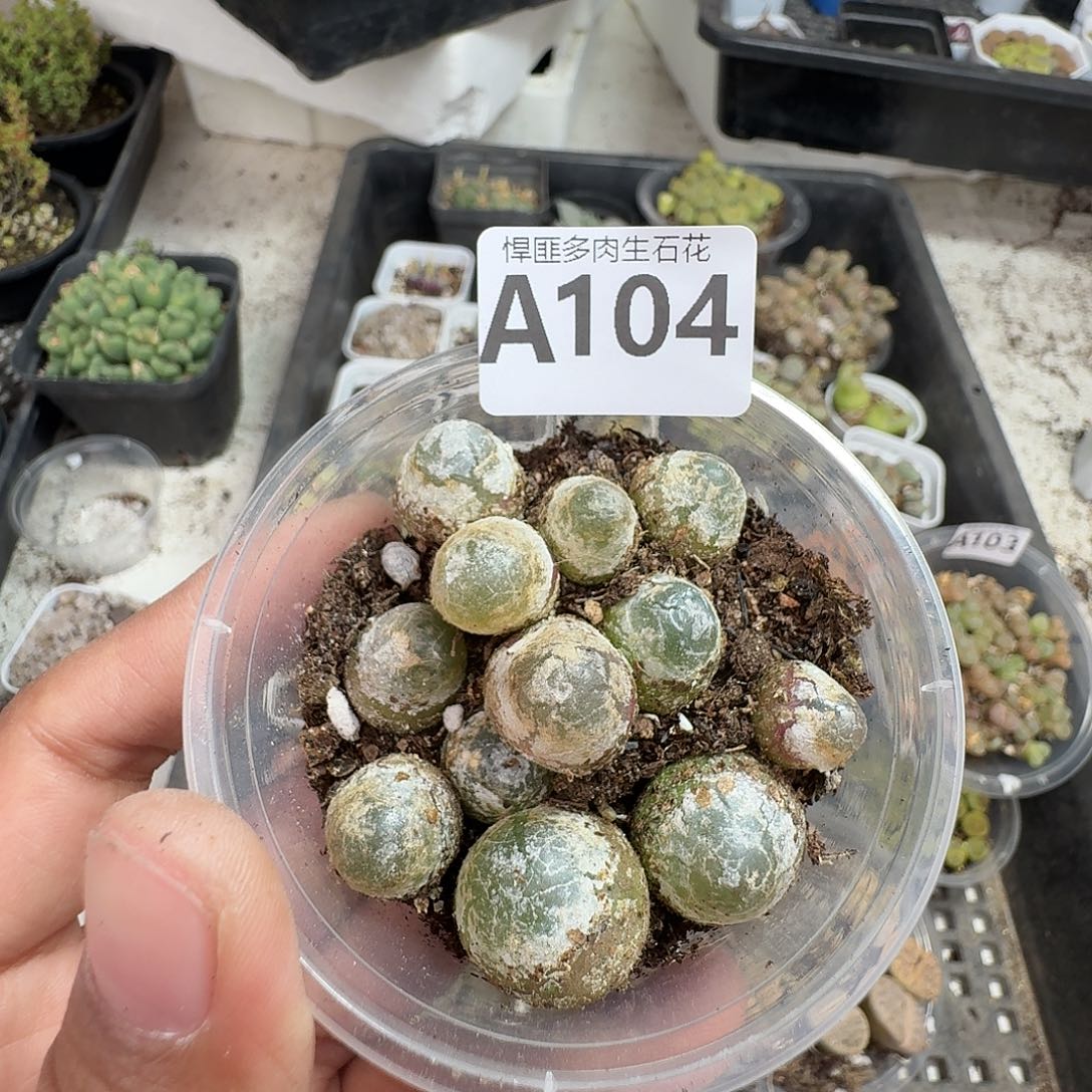 104多肉植物多肉植物