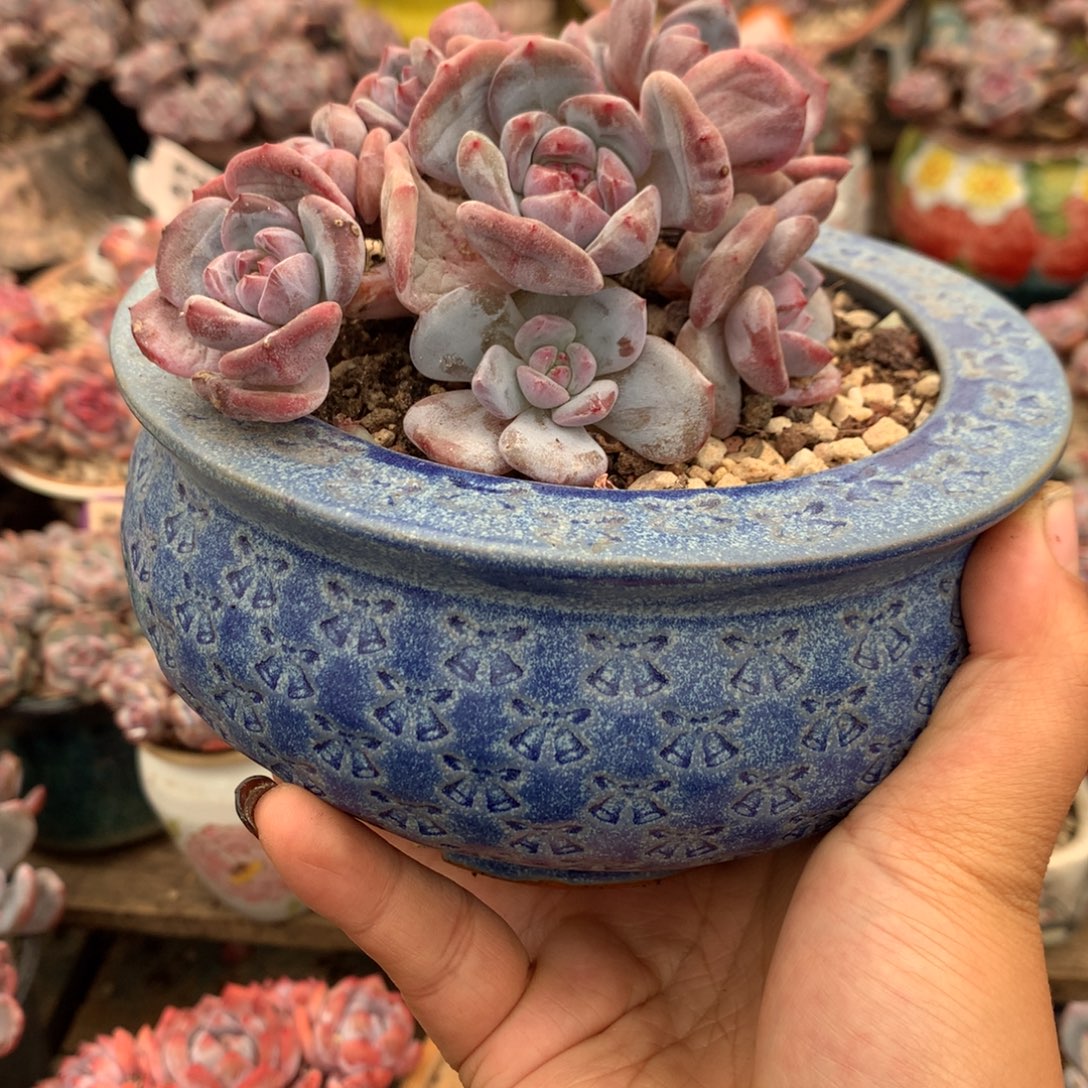 ****树哈哈哈哈哈哈哈哈哈哈哈