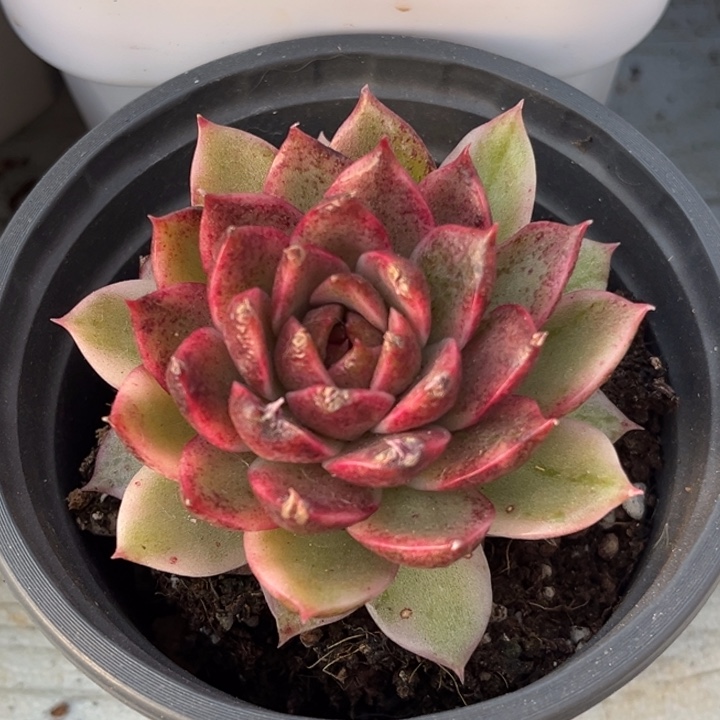 黑水晶锦一颗价格发货