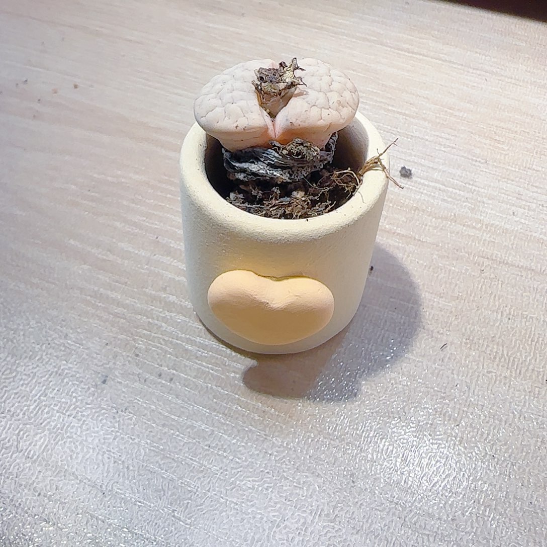 游***鱼T生石化种爱心盆盆口3cm