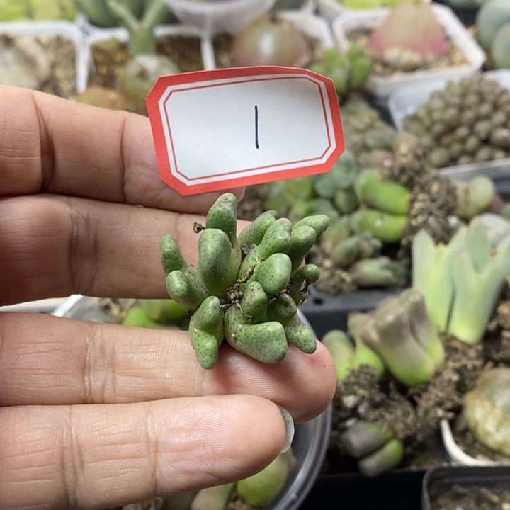 呃***565686555555555555