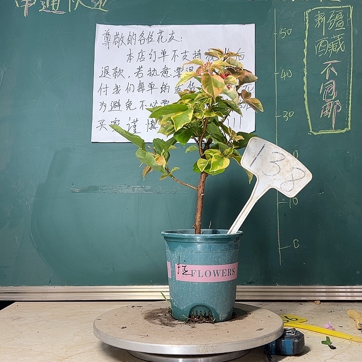 当前无花栽培后可以开花拉菲泰 138
