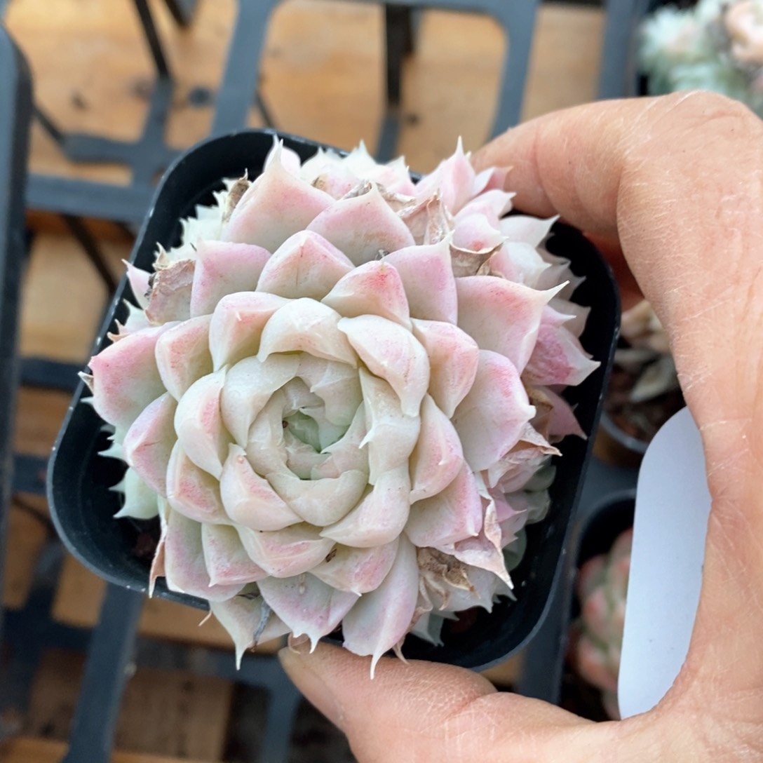 精品多肉一物一柏不包整169