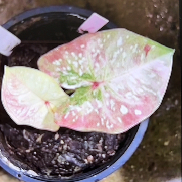 280-0416super star彩叶芋泰国发货