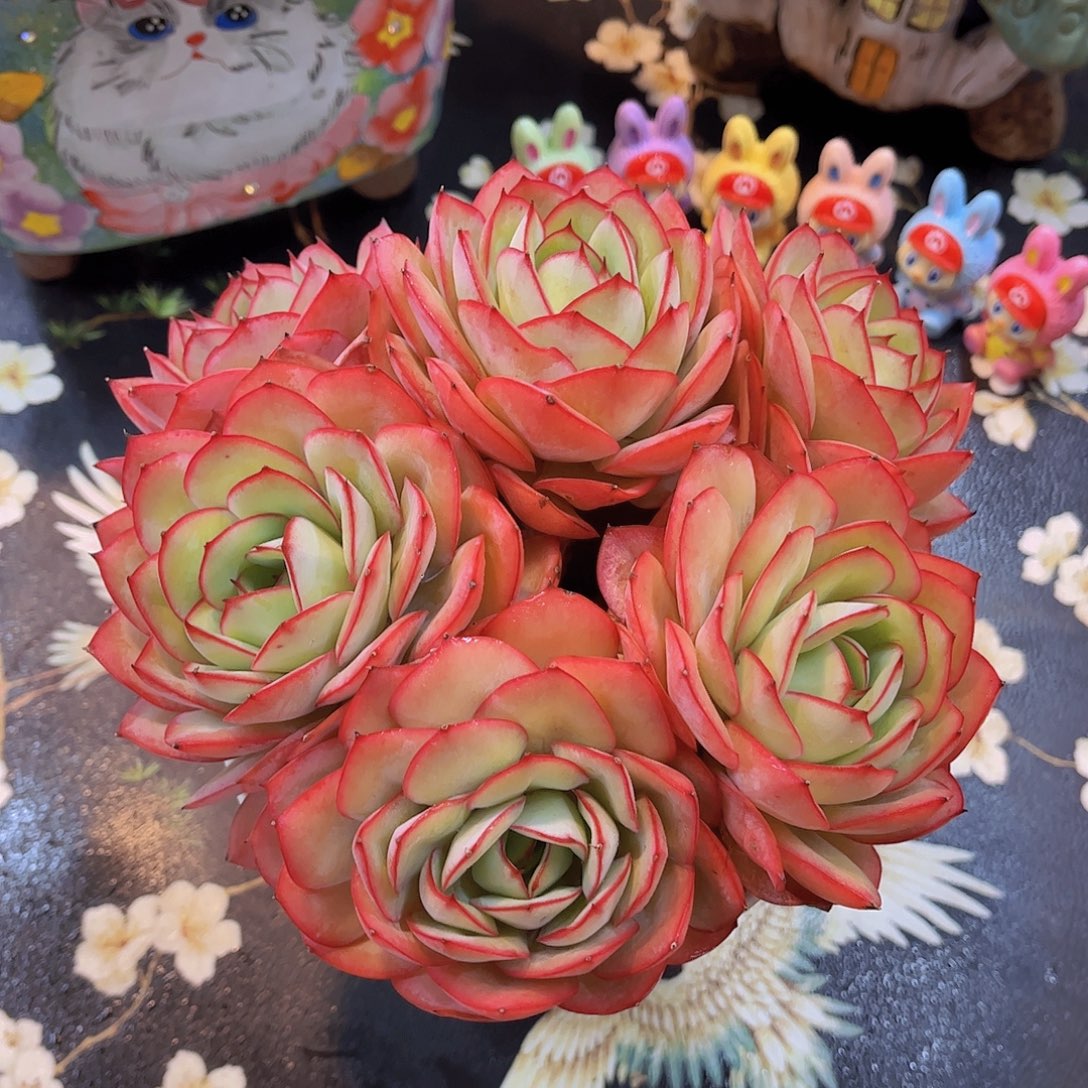 韩版牡丹亭老桩多肉