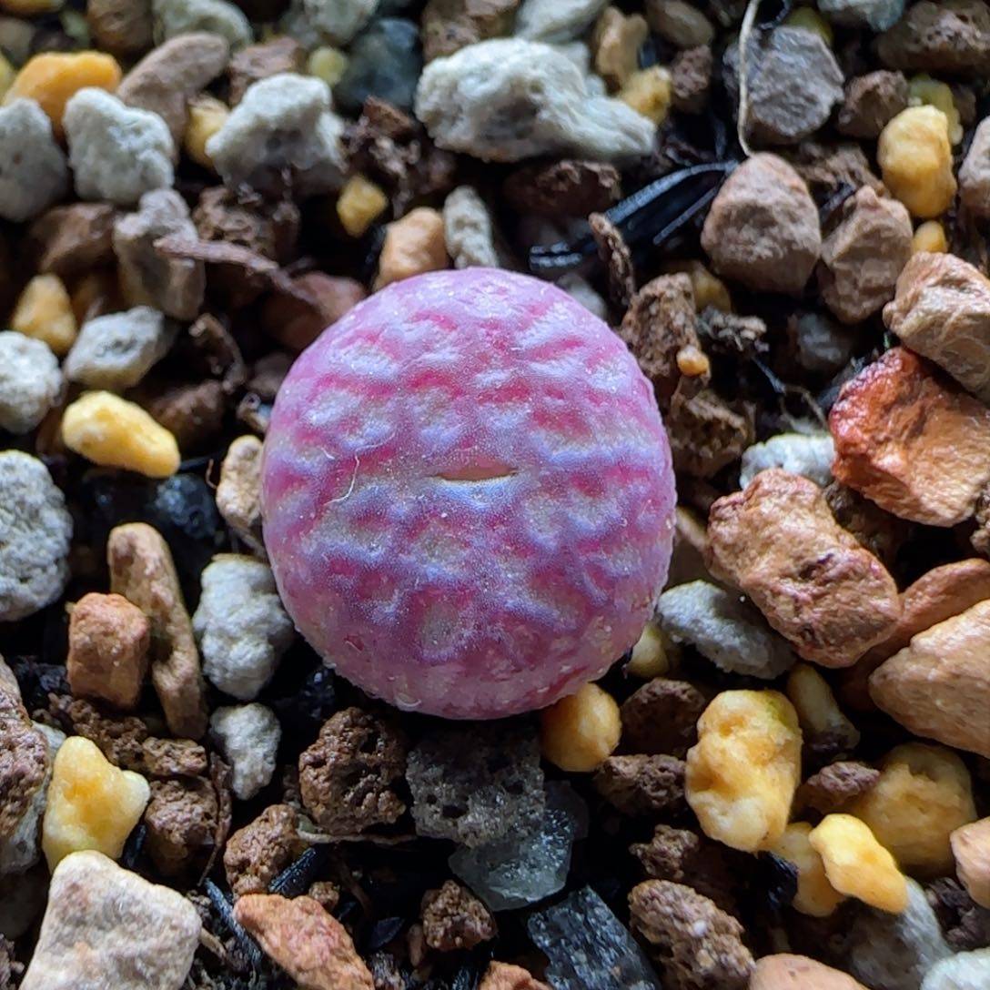 1-22-6-2当天满58包邮精品杂交0.9cm多肉脱土