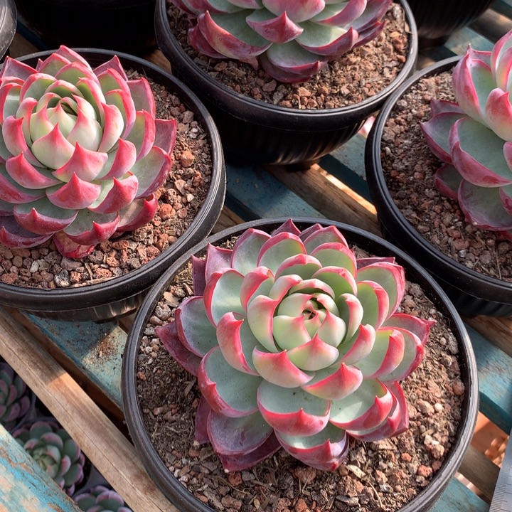 超大惊鸿仙子19.99两单包邮