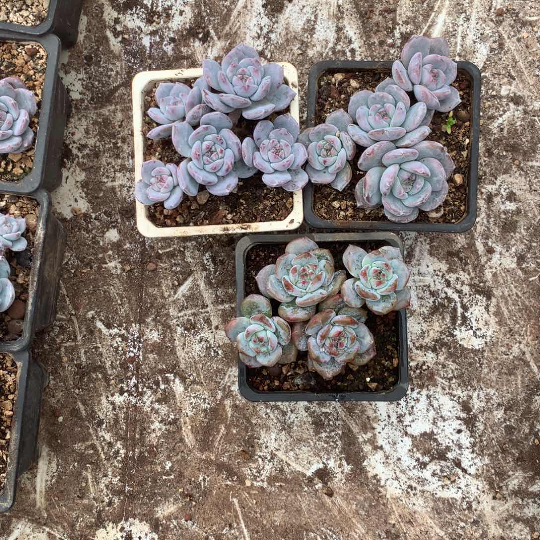 无花朵汽水哈哈哈哈哈哈哈哈