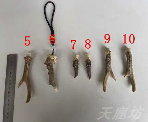鹿角尖吊坠 手把件车挂 天然鹿角，个性钥匙扣挂件