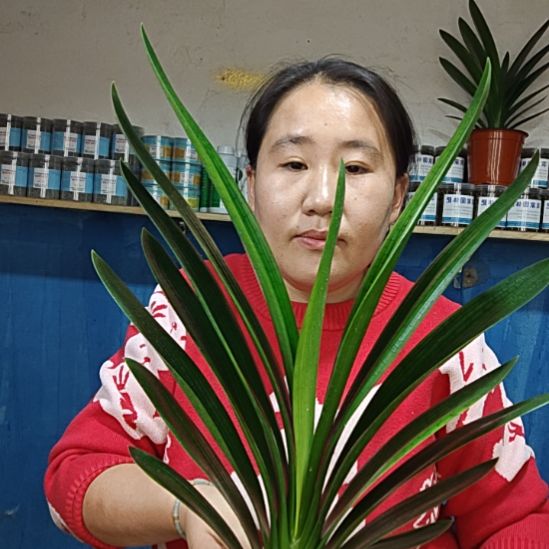 润***欣无花朵润欣     45