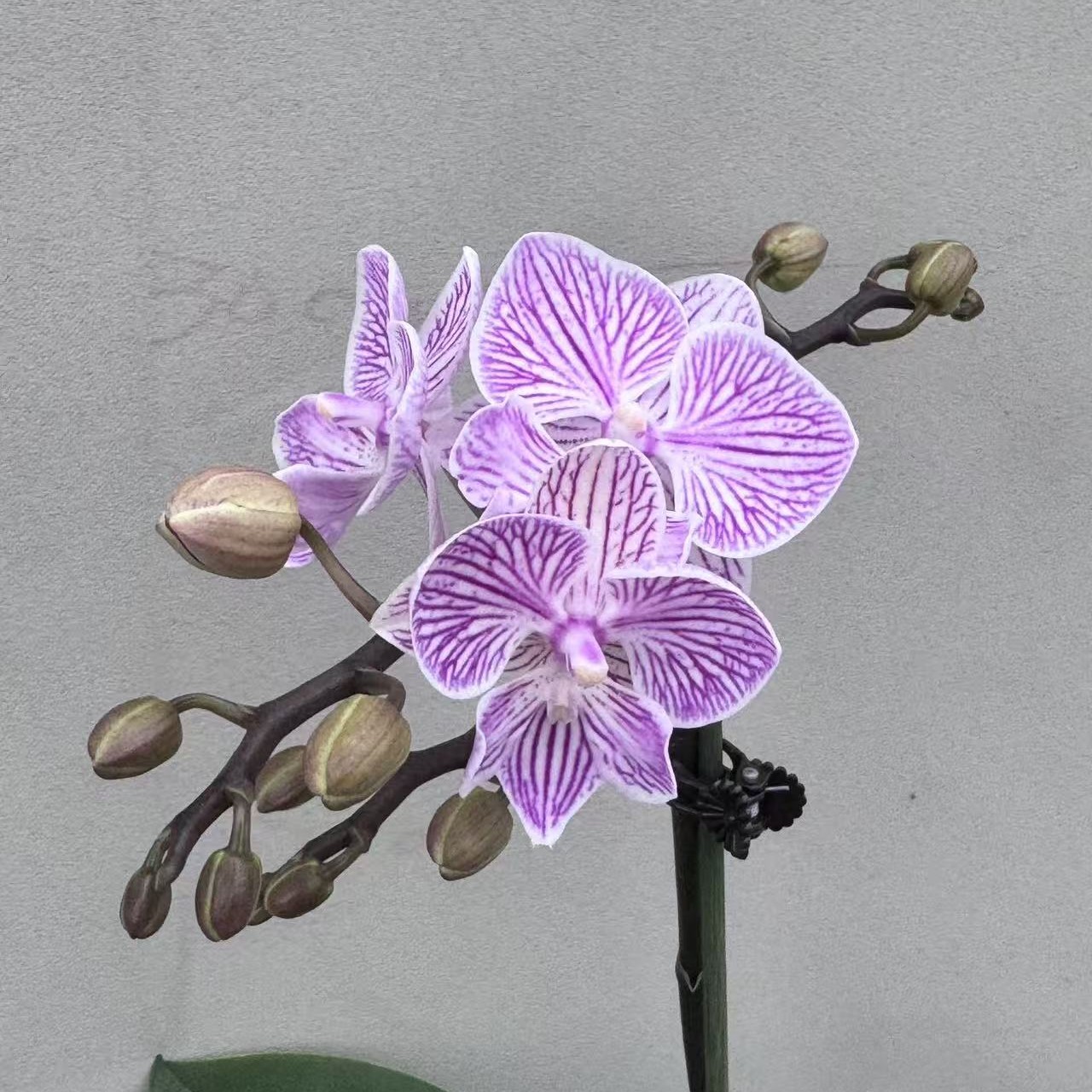 （樱花）蝴蝶兰 花期长 拍3颗以上配盆