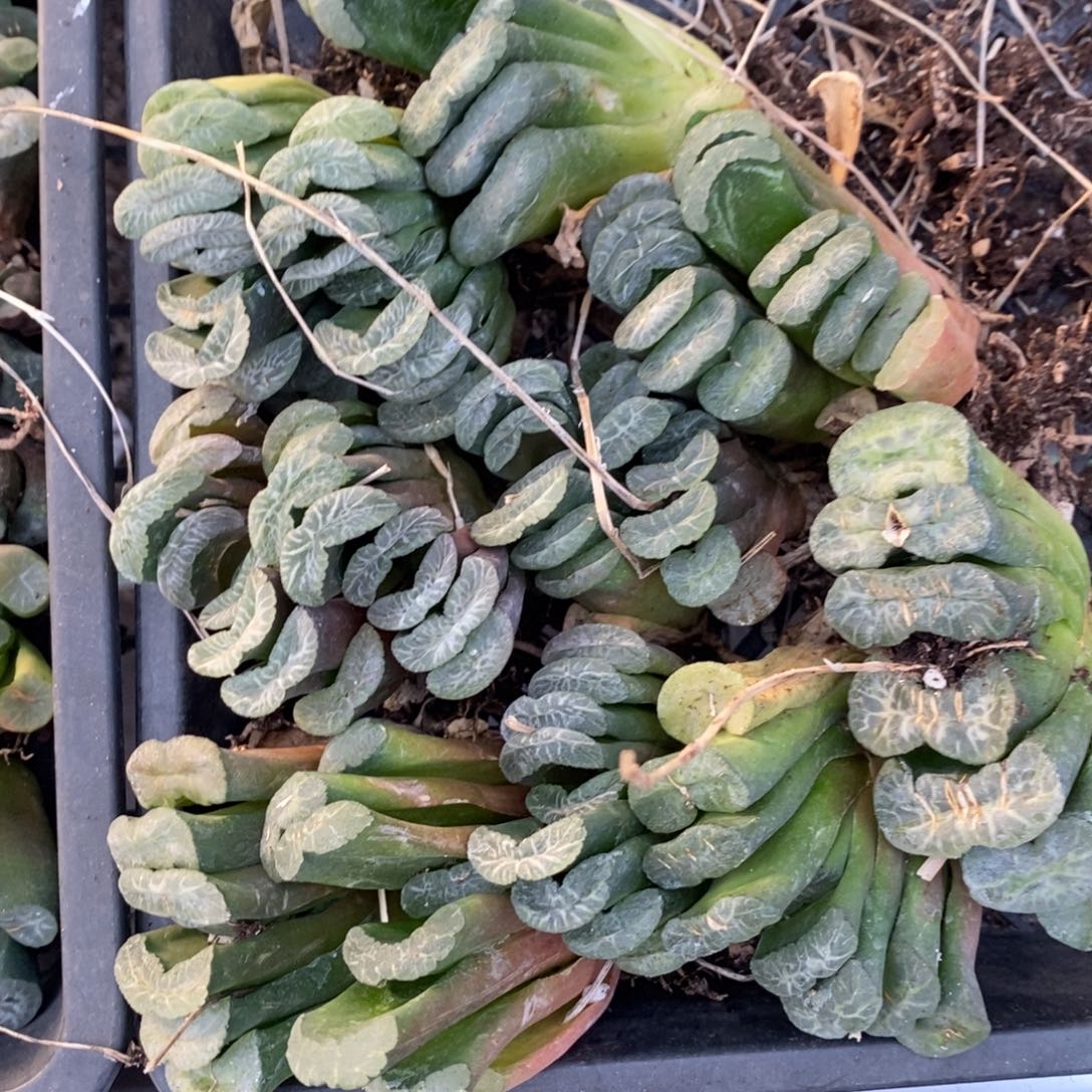 2525 一颗实生玉扇  圣诞整点福利